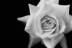 WhiteRose's Avatar